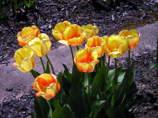 1161959 (a): :2048x1536